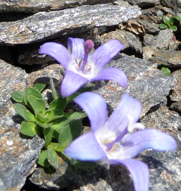 Campanula cenisia